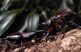 カブトムシの死闘を目撃！