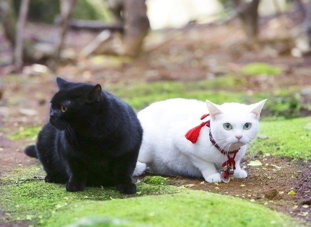 『猫侍 南の島へ行く』は9月5日(土)から公開