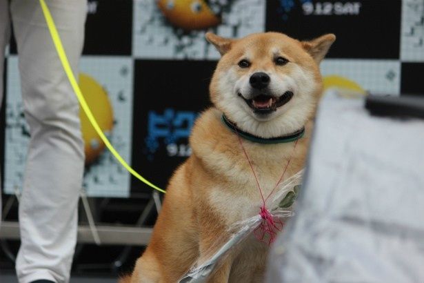 人気の柴犬まるも登場