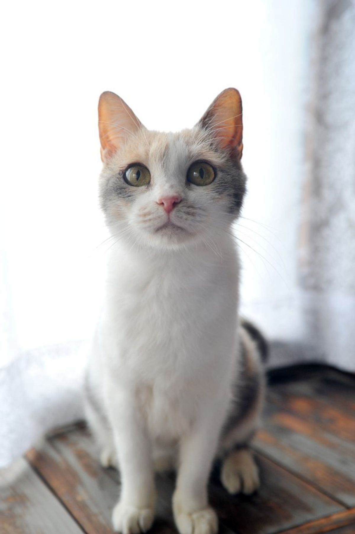 のら猫のアイドル!?可愛い三毛猫写真を公開【画像30点】｜最新の