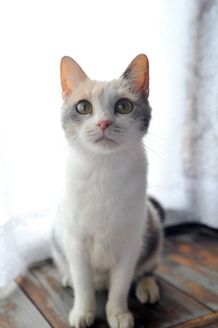 『先生と迷い猫』に主演した三毛猫のドロップ