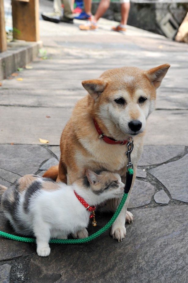 本来天敵であるはずの犬とも仲良し！