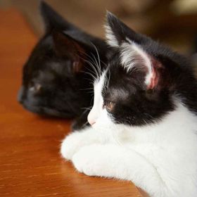 無防備で自由奔放な子猫たちが可愛すぎる！