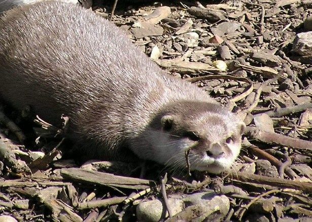 カンバーバッチなら顔マネは簡単？