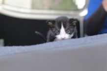 トムが小さい頃(コトム)。つぶらな瞳が可愛らしい！