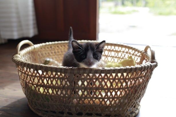 寝床はカゴの中