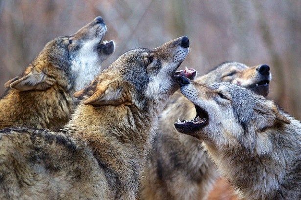 オオカミの狩りにも肉薄
