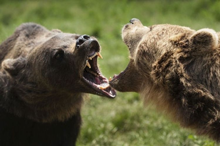 実録映像！獰猛なヒグマ同士のデスマッチが衝撃的