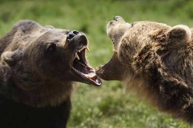 野生のヒグマ同士が大迫力バトルを繰り広げる！