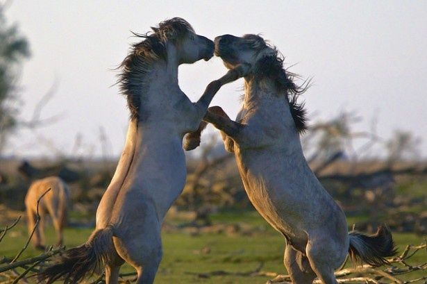 【写真を見る】地球で暮らす動物たちの姿を映し出した『シーズンズ 2万年の地球旅行』