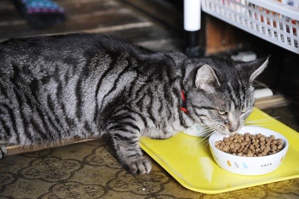 キャットフードを食べるオフショット