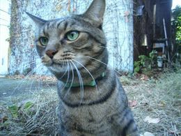 本作の主要キャラ・チビトムを演じる(？)俳優猫のタラオ君