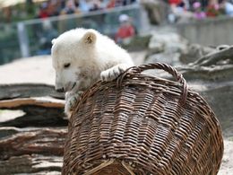 バスケットの中からひょっこり顔を出すクヌート