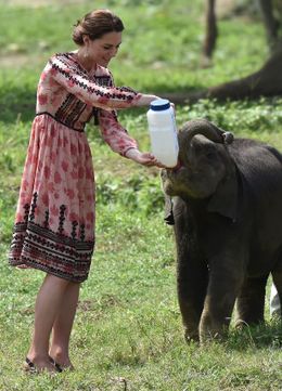 ゾウの赤ちゃんにミルクをあげるキャサリン妃