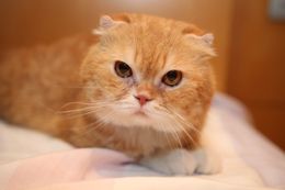 『高台家の人々』のヨシマサ役のオス猫・ティティ