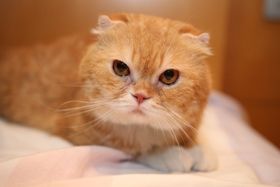 『高台家の人々』のヨシマサ役のオス猫・ティティ