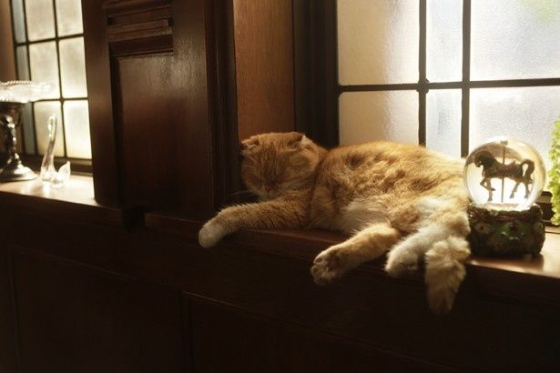 窓辺で気持ち良くお昼寝。じっとしていても存在感抜群！
