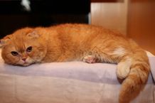 ブサカワ猫が大人気！湘南動物プロダクション所属の猫・ティティ