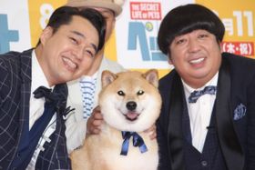 バナナマンが柴犬まるちゃんと対面
