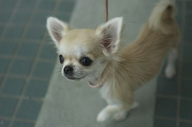 もはや犬の枠を越えた可愛さ！