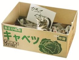 『世界から猫が消えたなら』の猫キャベツ。潤んだ瞳が愛くるしい