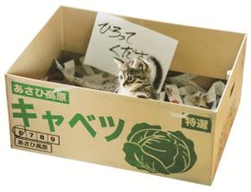 『世界から猫が消えたなら』の猫キャベツ。潤んだ瞳が愛くるしい