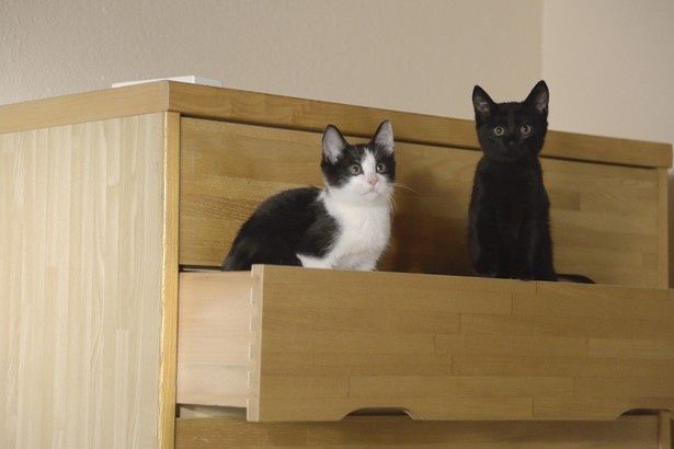 自由気ままなチンとクロの姿がとってもキュート(『猫なんかよんでもこない。』)