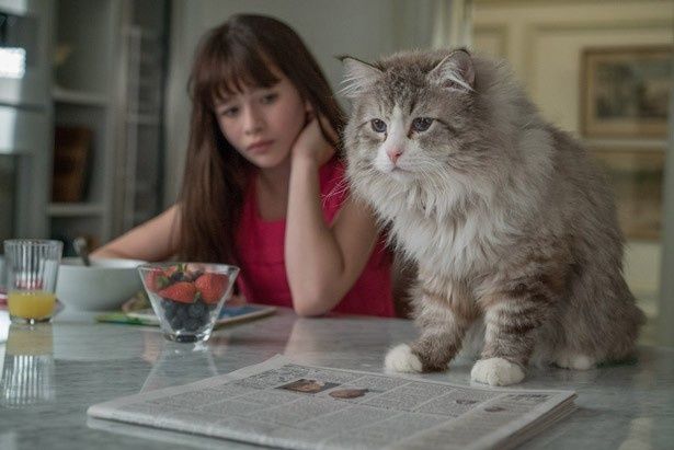 『メン・イン・キャット』には「まさか！」の猫シーン満載！