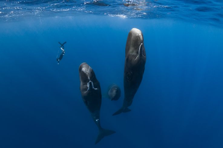『パトリックとクジラ 6000日の絆』トークイベント付き試写会