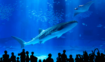 「沖縄美ら海水族館」を訪ねる沖縄旅行