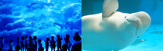 Aquarium TICKET